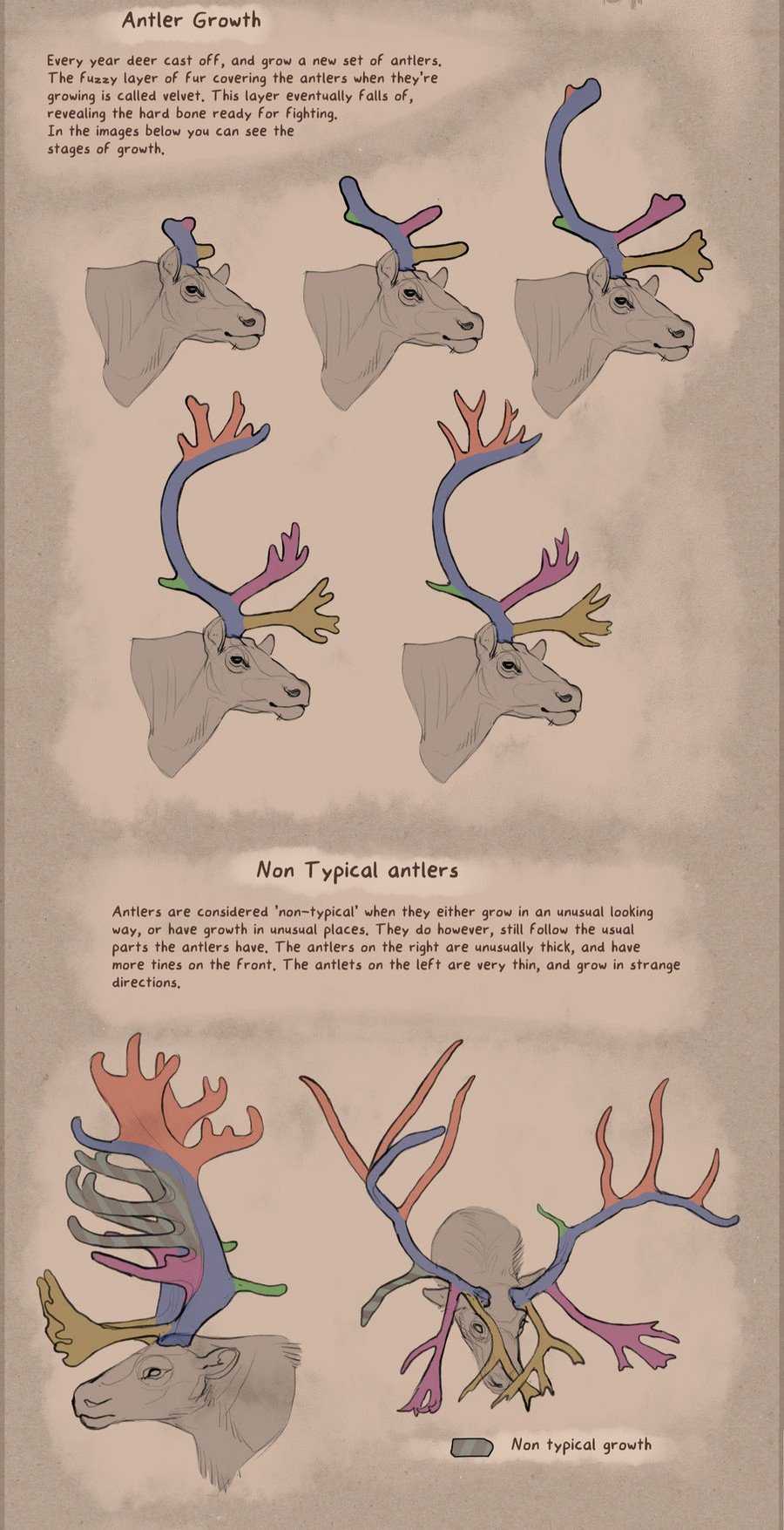 Deer Antlers Drawing Reference 9