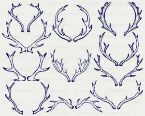 Featured image for deer antlers drawing reference