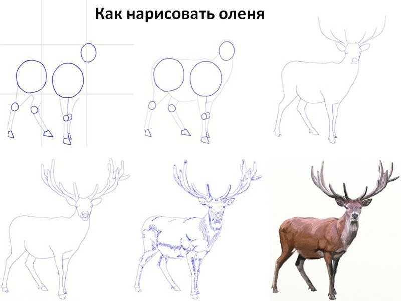Deer Drawing Realistic 20
