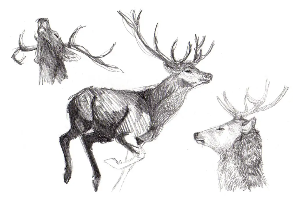 Deer Drawing Realistic 21 1024x687