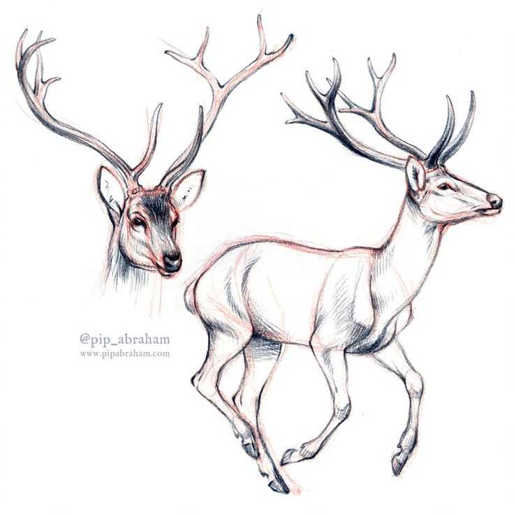 Deer Drawing Realistic 24