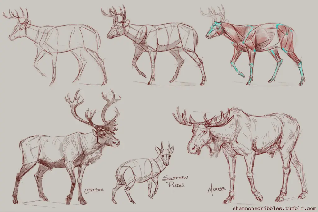 Deer Drawing Reference 1