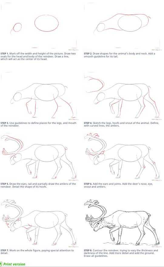 Deer Drawing Reference 10