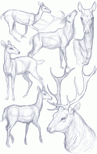 Featured image for deer drawing reference