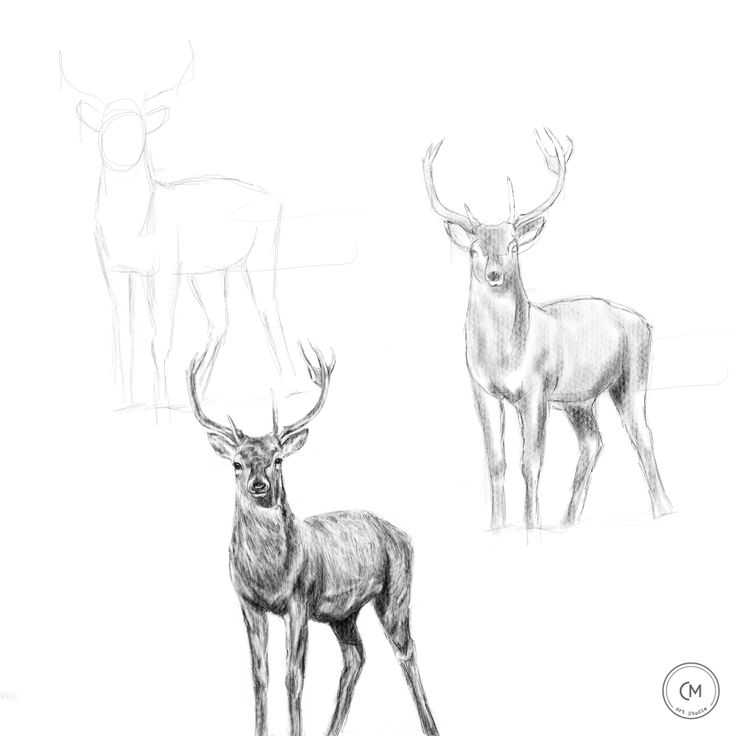 Deer Drawing Reference 19