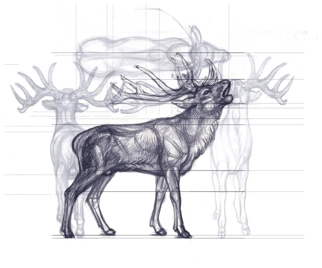 Deer Drawing Reference 2 1024x853
