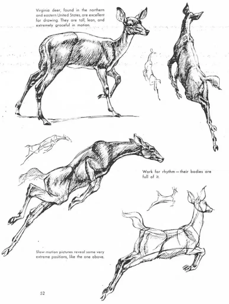 Deer Drawing Reference 3 773x1024