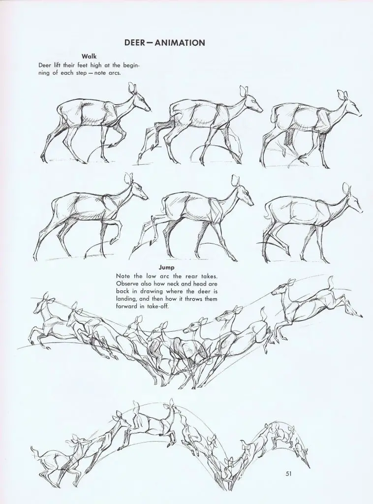 Deer Drawing Reference 4 758x1024