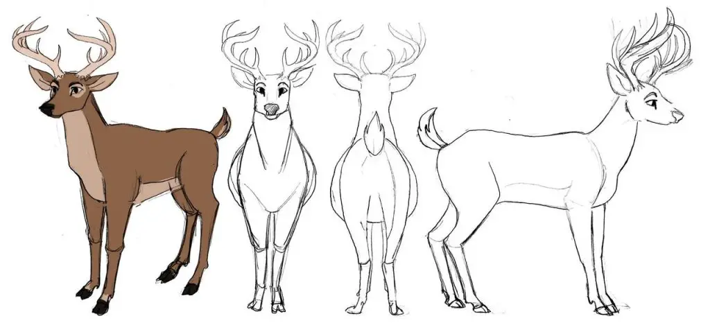 Deer Drawing Reference 5 1024x466