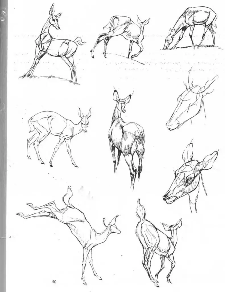 Deer Drawing Reference 9 791x1024