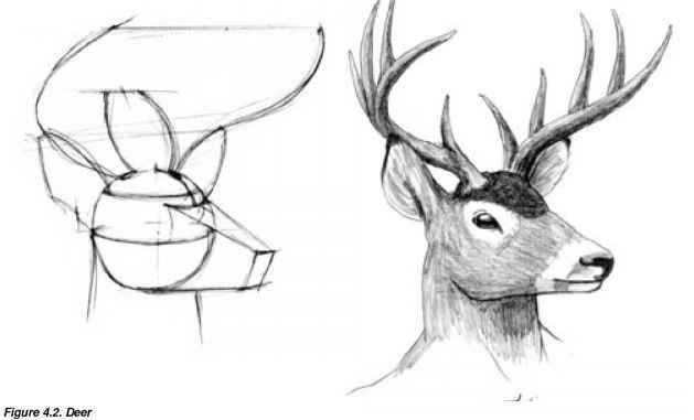 Deer Head Drawing 23