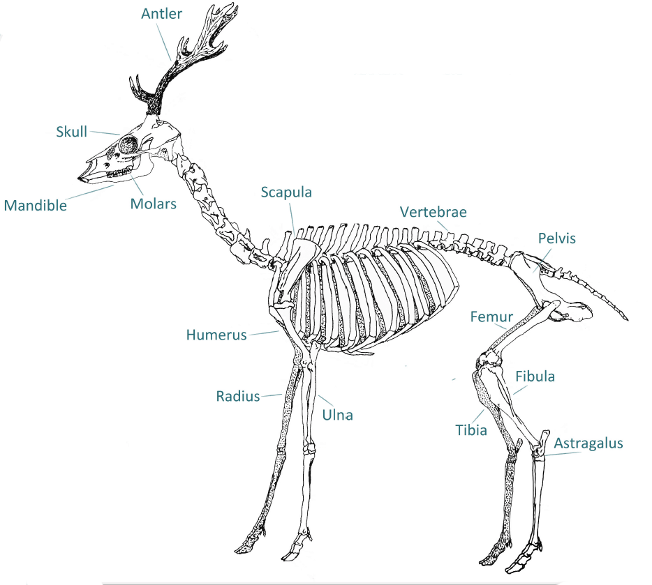 Deer Skeleton Drawing 1