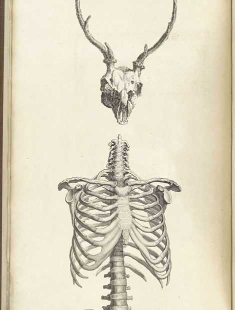 Deer Skeleton Drawing 10