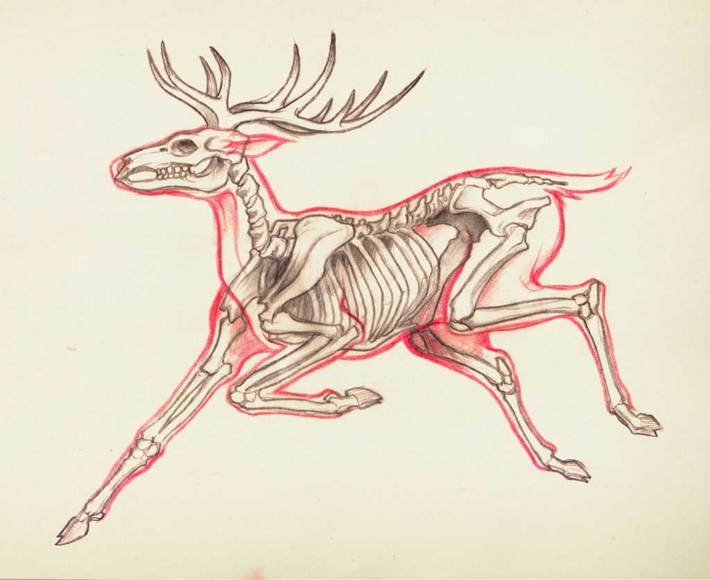 Deer Skeleton Drawing 11