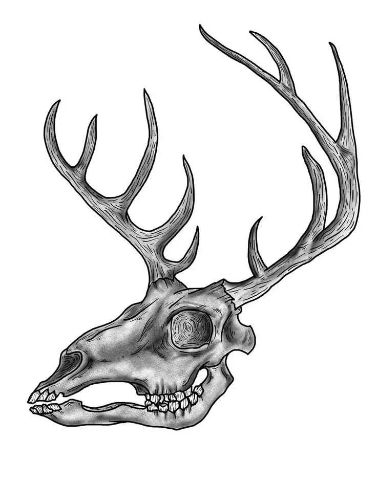 Deer Skeleton Drawing 13