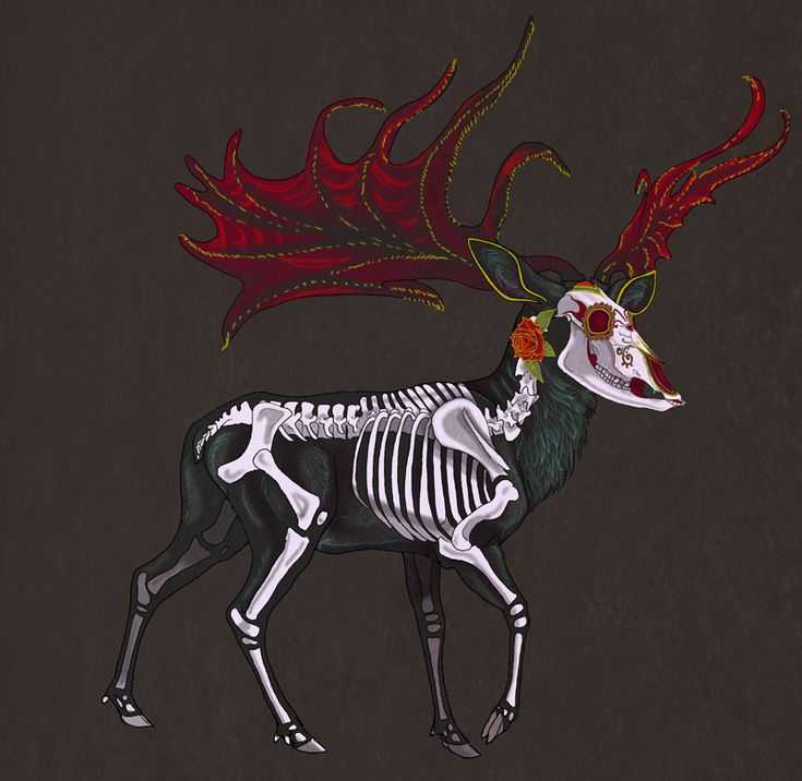 Deer Skeleton Drawing 15