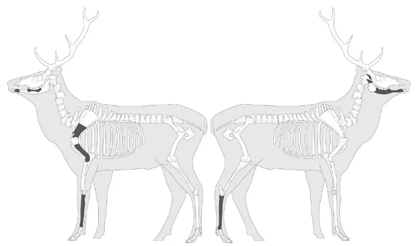 Deer Skeleton Drawing 16