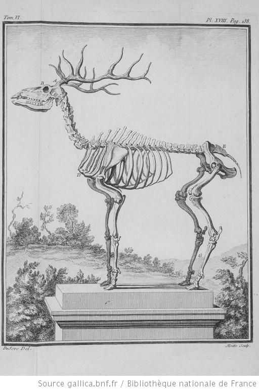 Deer Skeleton Drawing 17
