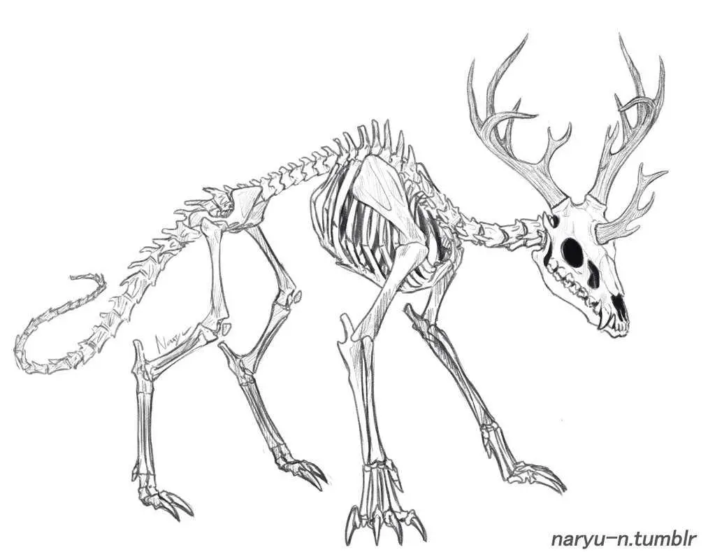 Deer Skeleton Drawing 18 1