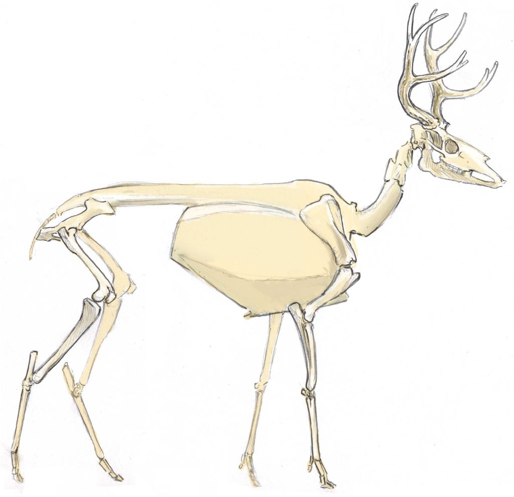 Deer Skeleton Drawing 18 1024x991