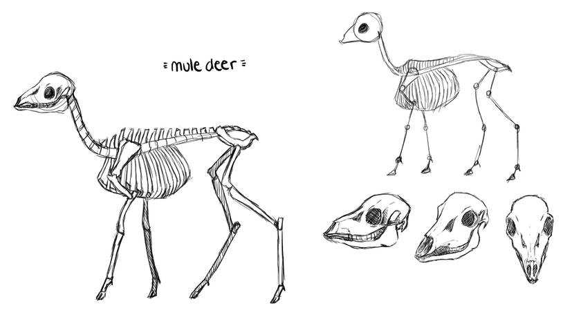 Deer Skeleton Drawing 19