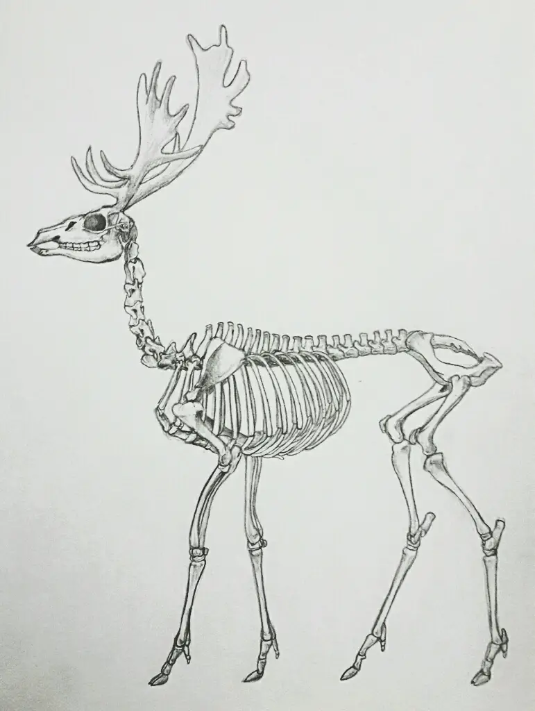 Deer Skeleton Drawing 2
