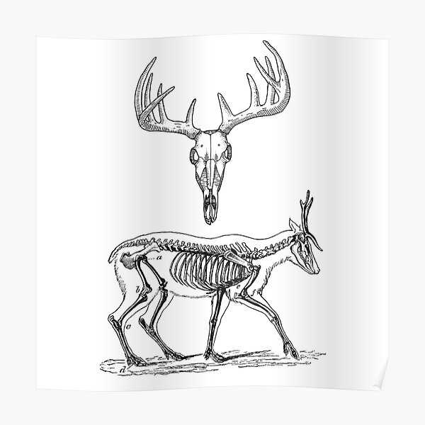 Deer Skeleton Drawing 20