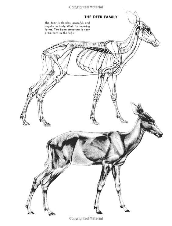 Deer Skeleton Drawing 3