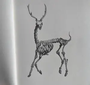 Featured image deer skeleton drawing