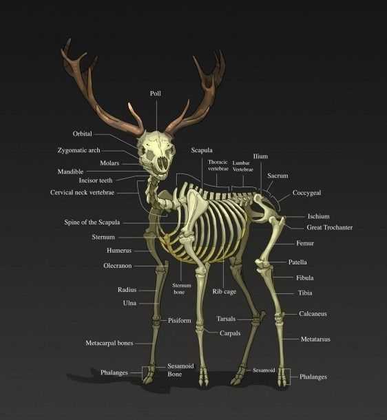 Deer Skeleton Drawing 4