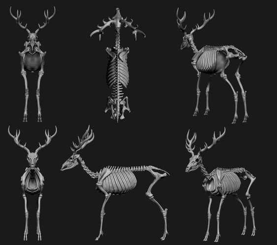 Deer Skeleton Drawing 5