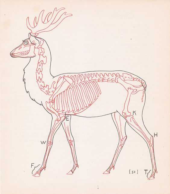 Deer Skeleton Drawing 6