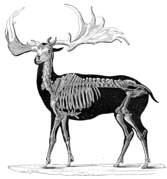 Deer Skeleton Drawing 7