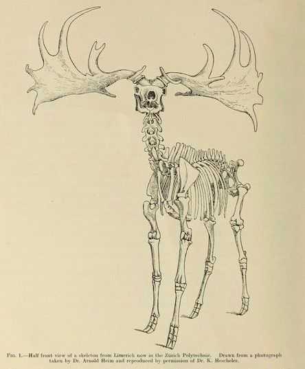 Deer Skeleton Drawing 8