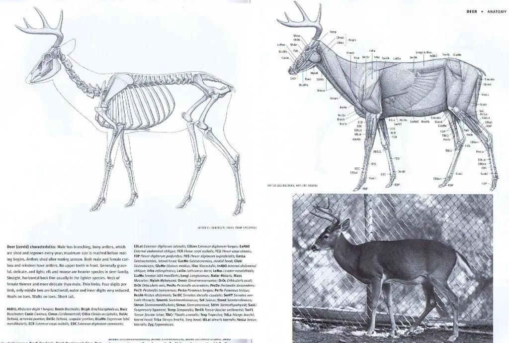 Deer Skeleton Drawing 9 1024x689