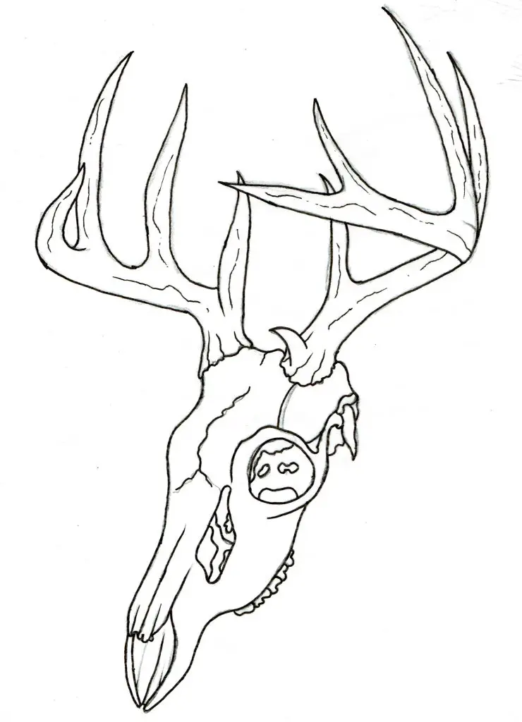 Deer Skull Drawing 10 740x1024