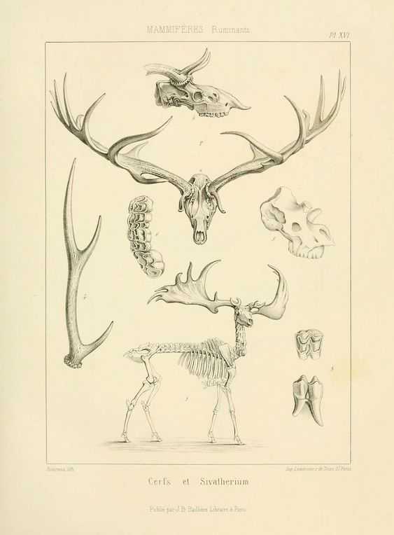 Deer Skull Drawing 12