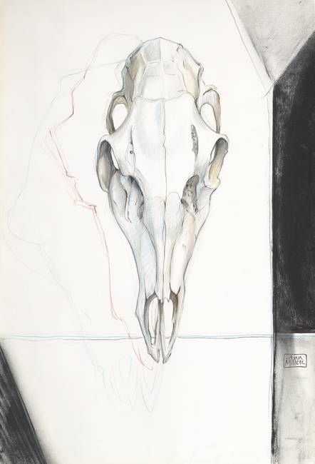 Deer Skull Drawing 14