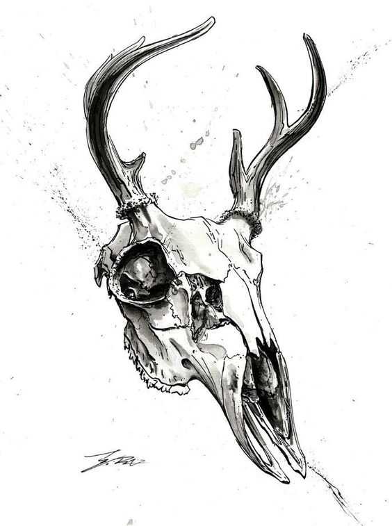 Deer Skull Drawing 15