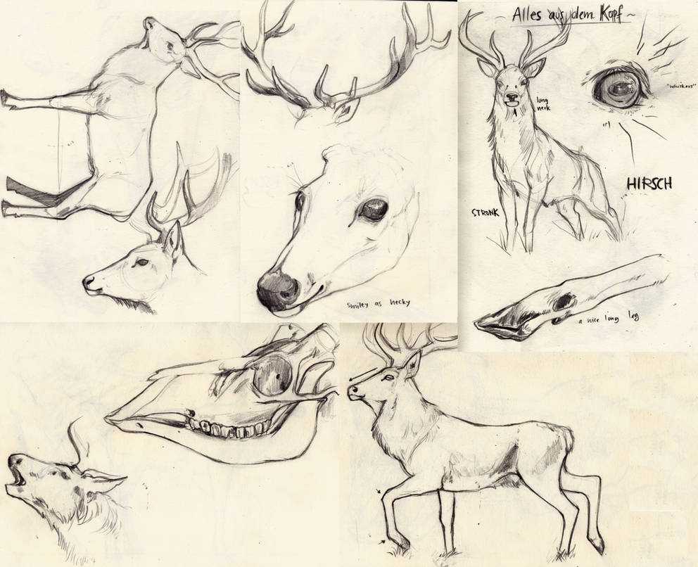 Deer Skull Drawing 16