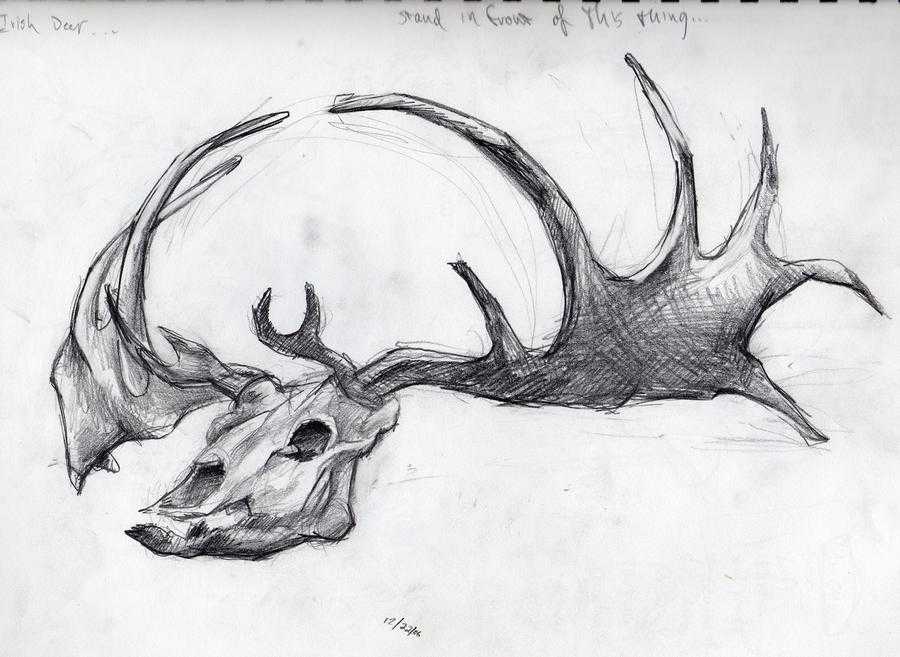 Deer Skull Drawing 17