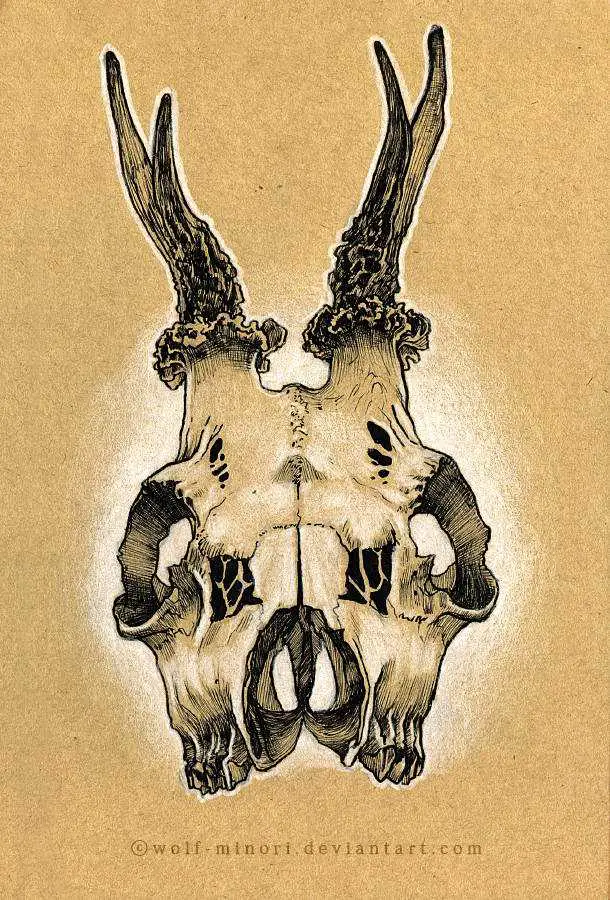 Deer Skull Drawing 18