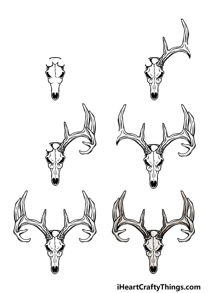 Deer Skull Drawing 19 731x1024