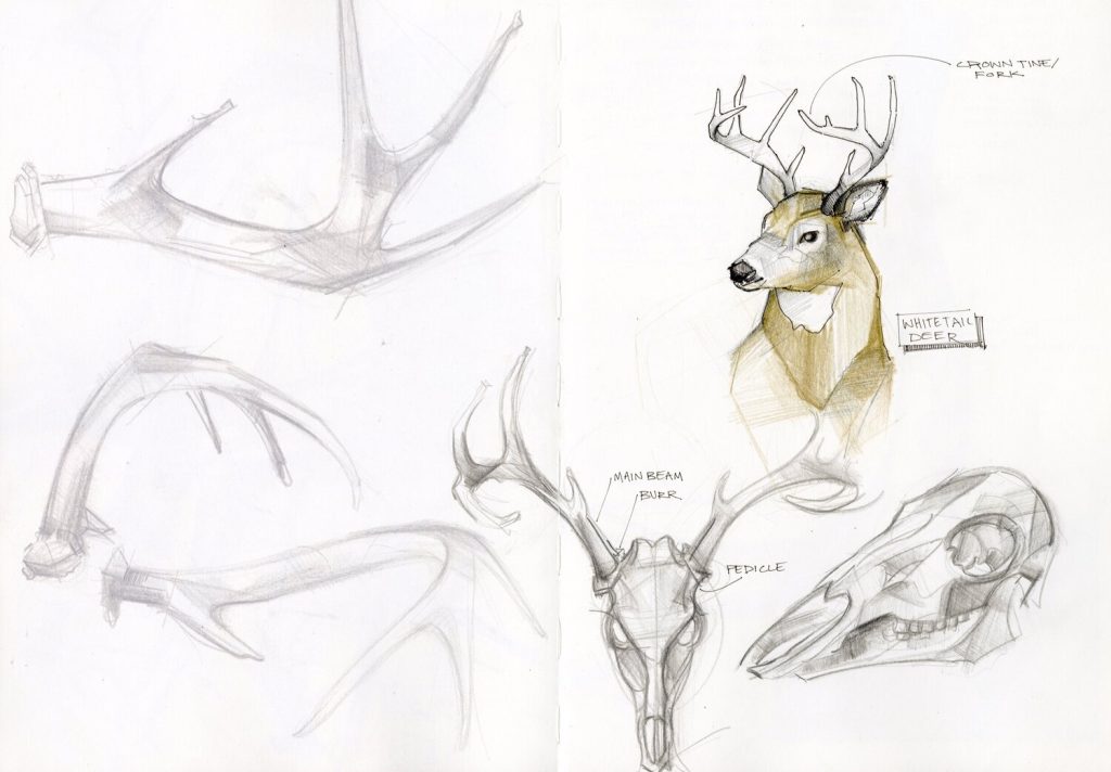 Deer Skull Drawing Reference 1 1024x712