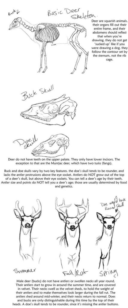 Deer Skull Drawing Reference 4 427x1024