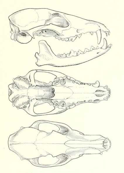 Deer Skull Drawing Reference 5