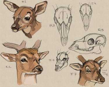 Deer Skull Drawing Reference 6