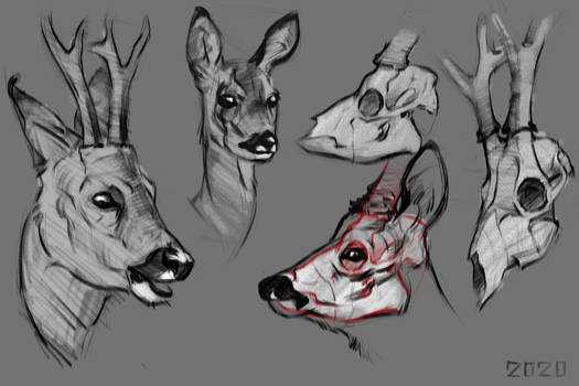 Deer Skull Drawing Reference 7