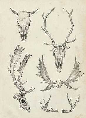 Deer Skull Drawing Reference 8