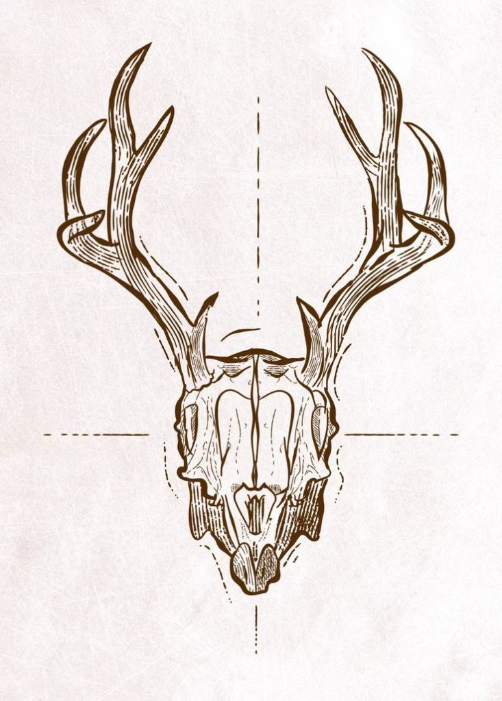 Deer Skull Drawing Reference 9 733x1024